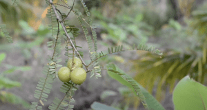 amla indian gooseberry