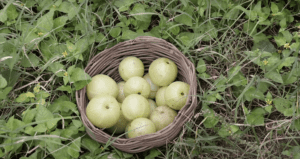 amla indian gooseberry