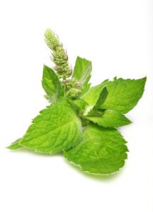 Tulsi (Holy Basil) : Top 10 Amazing Health Benefits, Uses and Its Nutritional Value